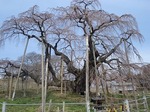 三春滝桜　開花間近　見事な枝っぷり